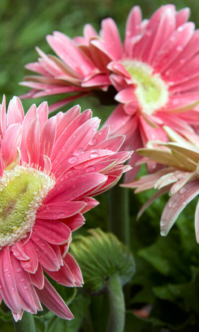 Birth month flowers and their meaning